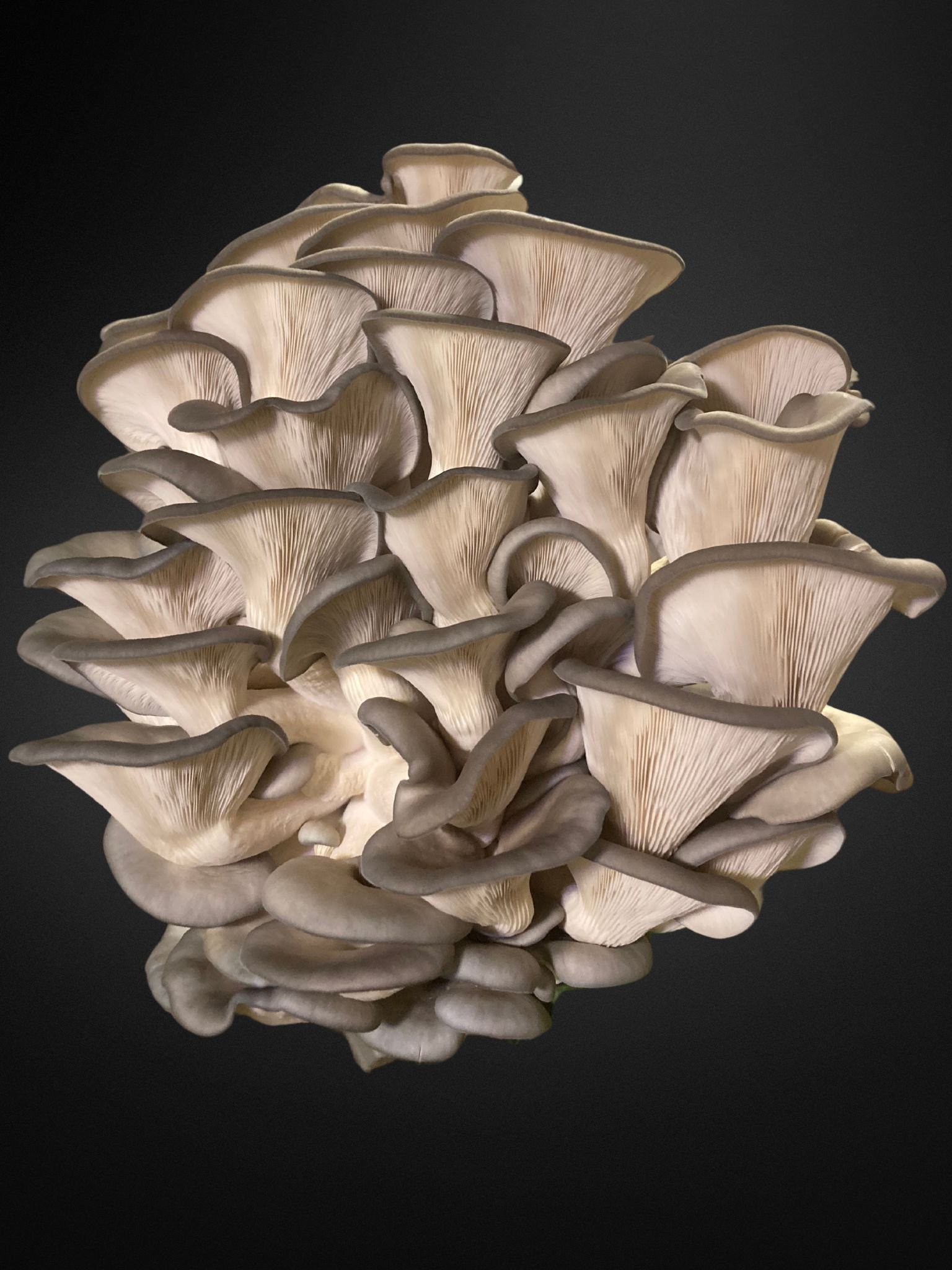 Buy fresh mushrooms online — MarrowStone Mushrooms
